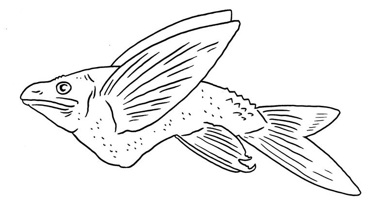 Skull Island Returns - Mangrove Flutterfish by Boverisuchus on DeviantArt