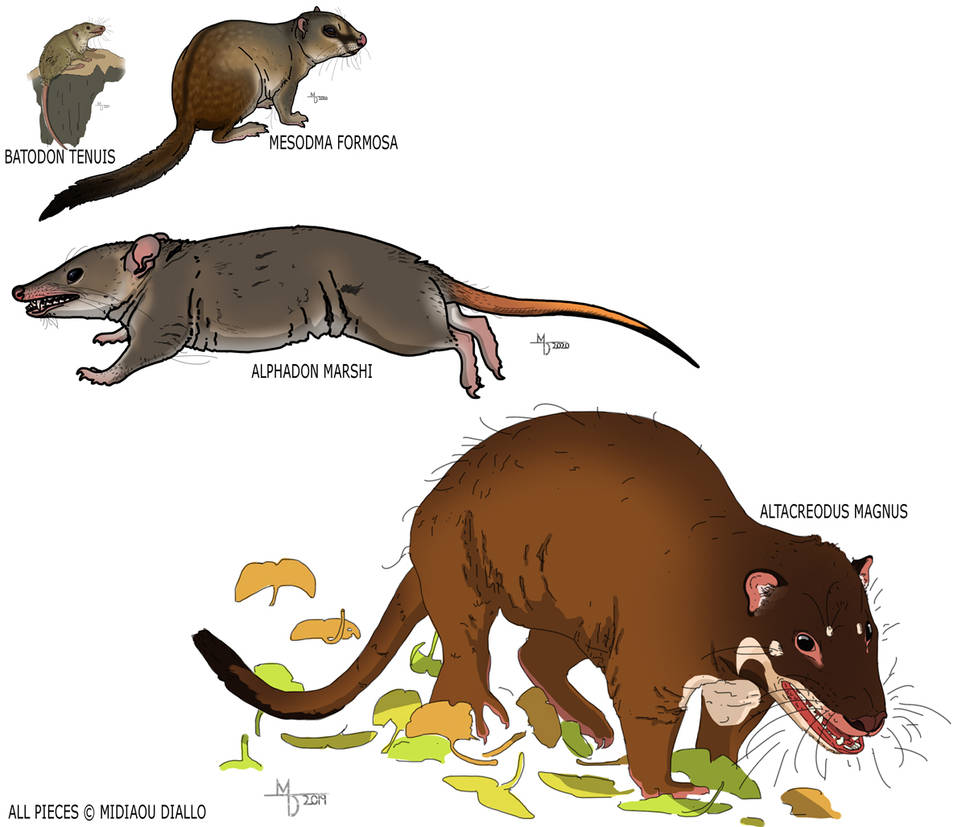 Batodon Commission by another - Mammals of Hell Creek by Boverisuchus on DeviantArt