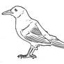 Folio Verminus - Eclectus Blackbird