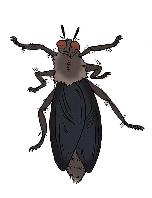 Skull Island Bestiary - Giant Jungle Fly by Boverisuchus on DeviantArt