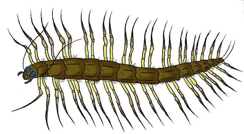 Skull Island Bestiary - Tree-pede by Boverisuchus on DeviantArt