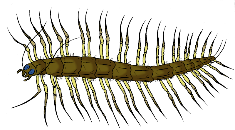 Peda Tree Skull Island Bestiary - Tree-pede by Boverisuchus on DeviantArt