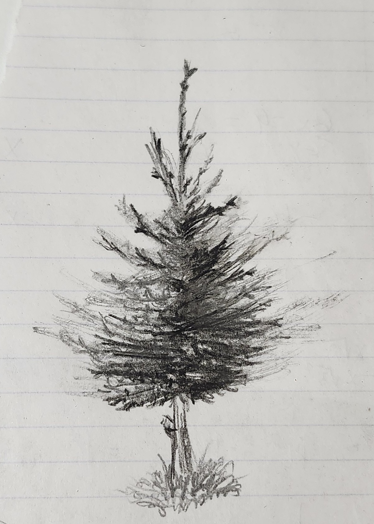 Pine Tree