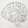 Brain