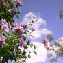 Summer Sky 2011