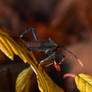 Macro Bug (4176)