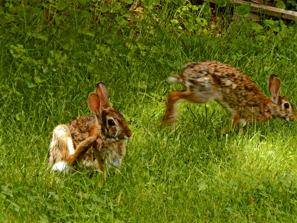 Be Rabbit (5973-4) by NIJMI3SKIJLL on DeviantArt