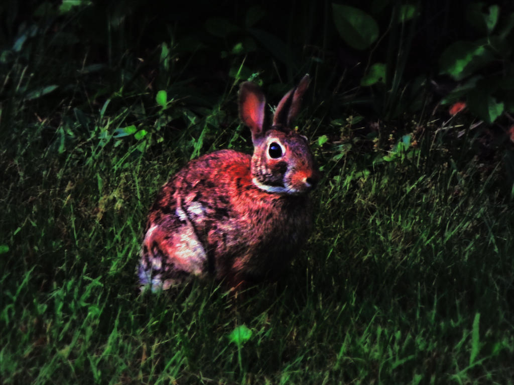 Be Rabbit (8425) by NIJMI3SKIJLL on DeviantArt