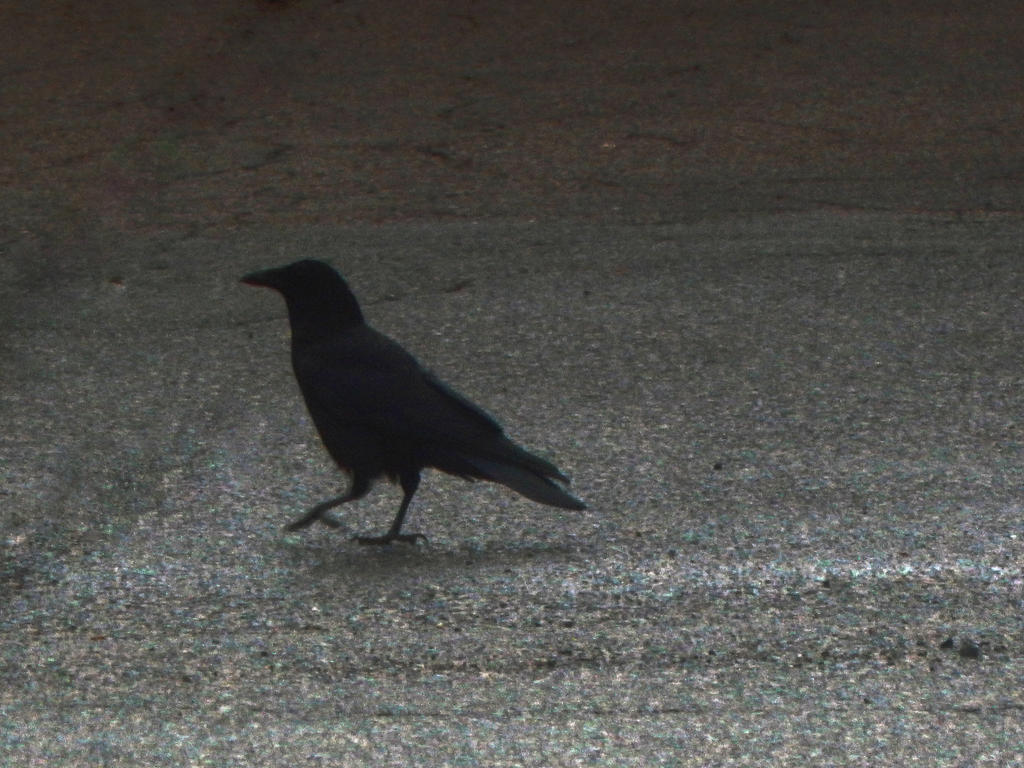 Crow (0303)