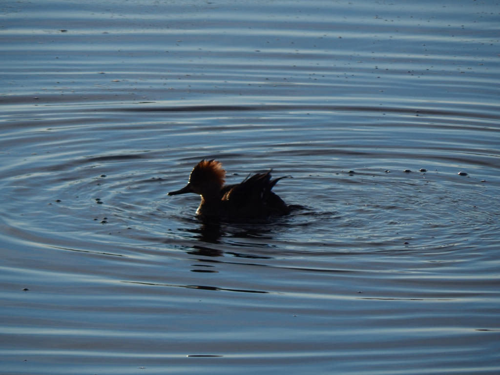 Ducks In a Row (1803)