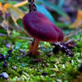 Mushroom Kingdom #8144