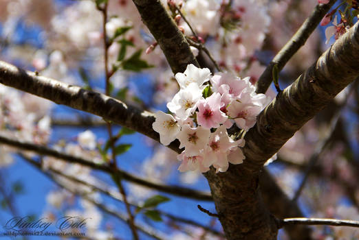 Cherry Bloom