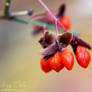 Fall Berries