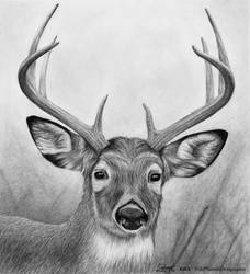 Commission: Whitetail Deer