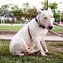 Bullterrier called tom