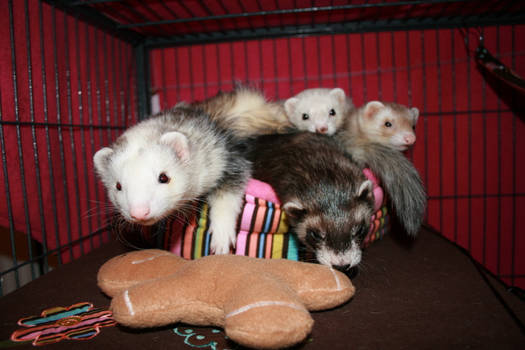 Ferret Hydra