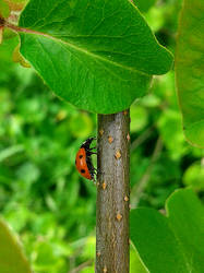 Ladybug