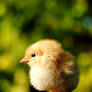 Baby Chicken