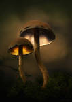 Magic Mushrooms by PfisterMartin