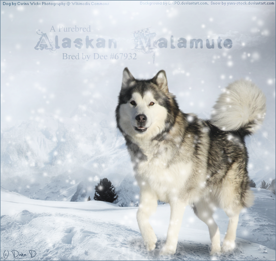 Alaskan Malamute.