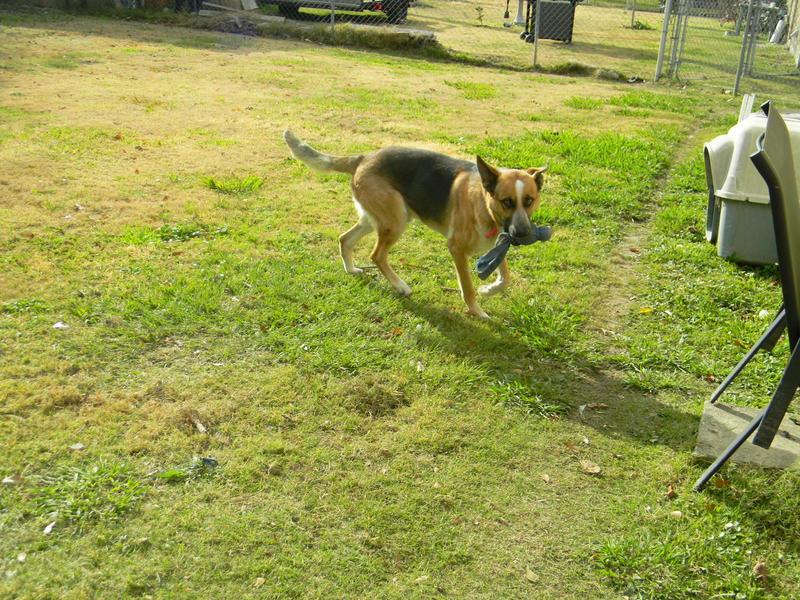 German Shepherd Stock 12