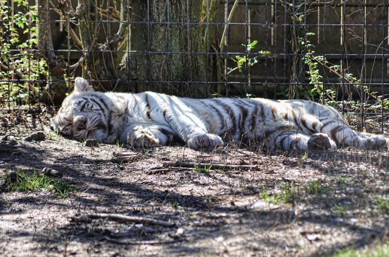 White Tiger Stock