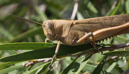 grasshopper