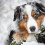 My australian shepherd :)