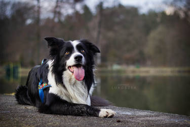 Chester Border Collie