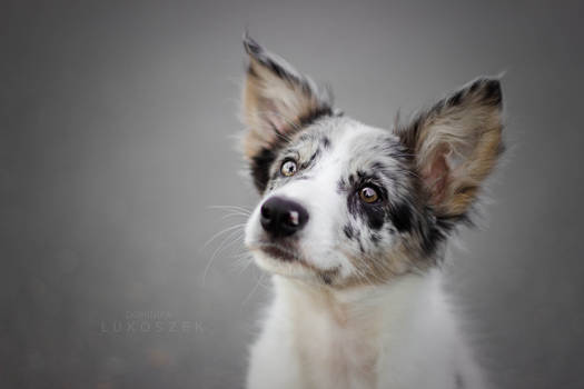 Speedy - border collie