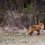 Mr Fox