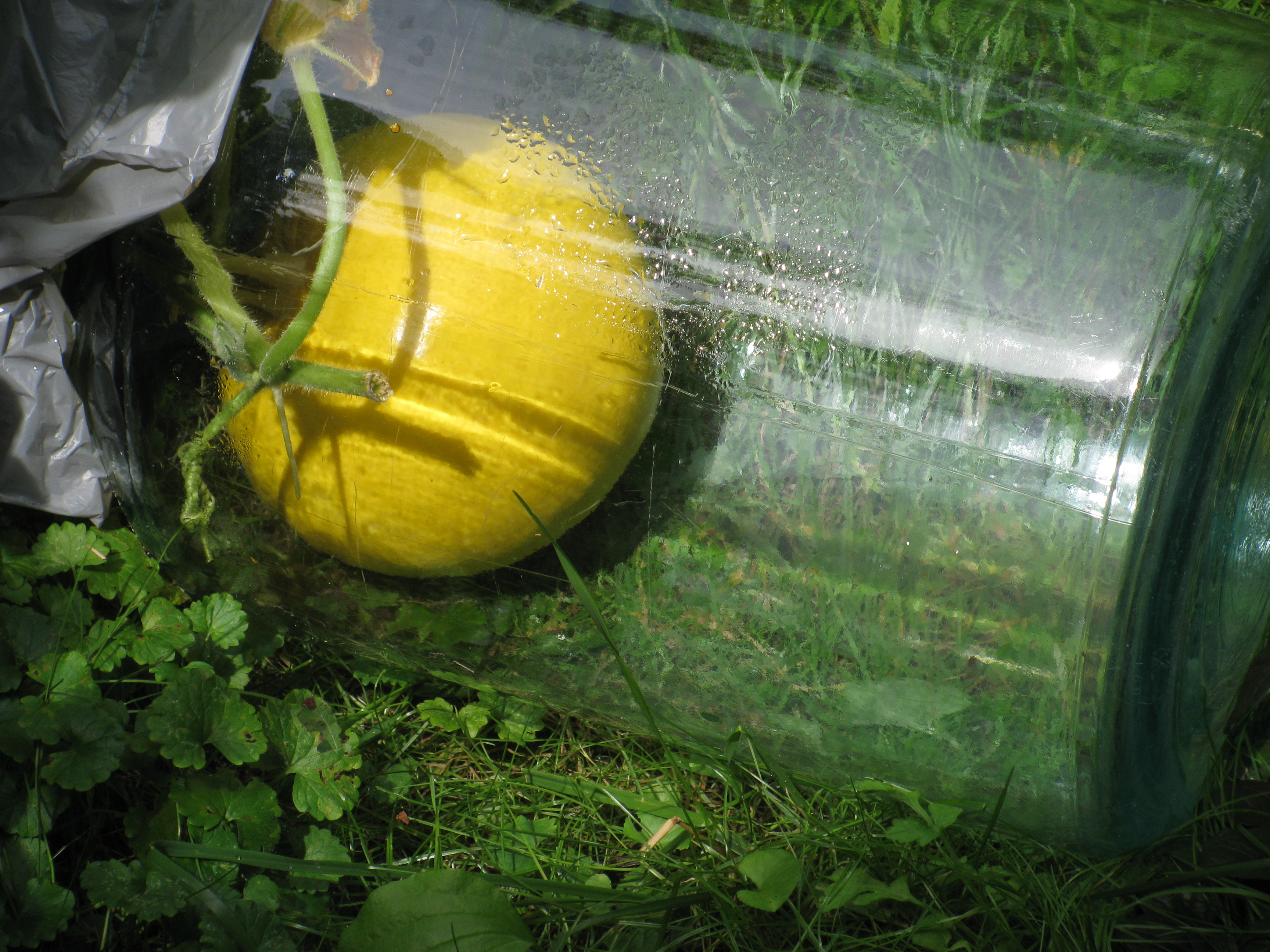 More Bottled Pumpkin