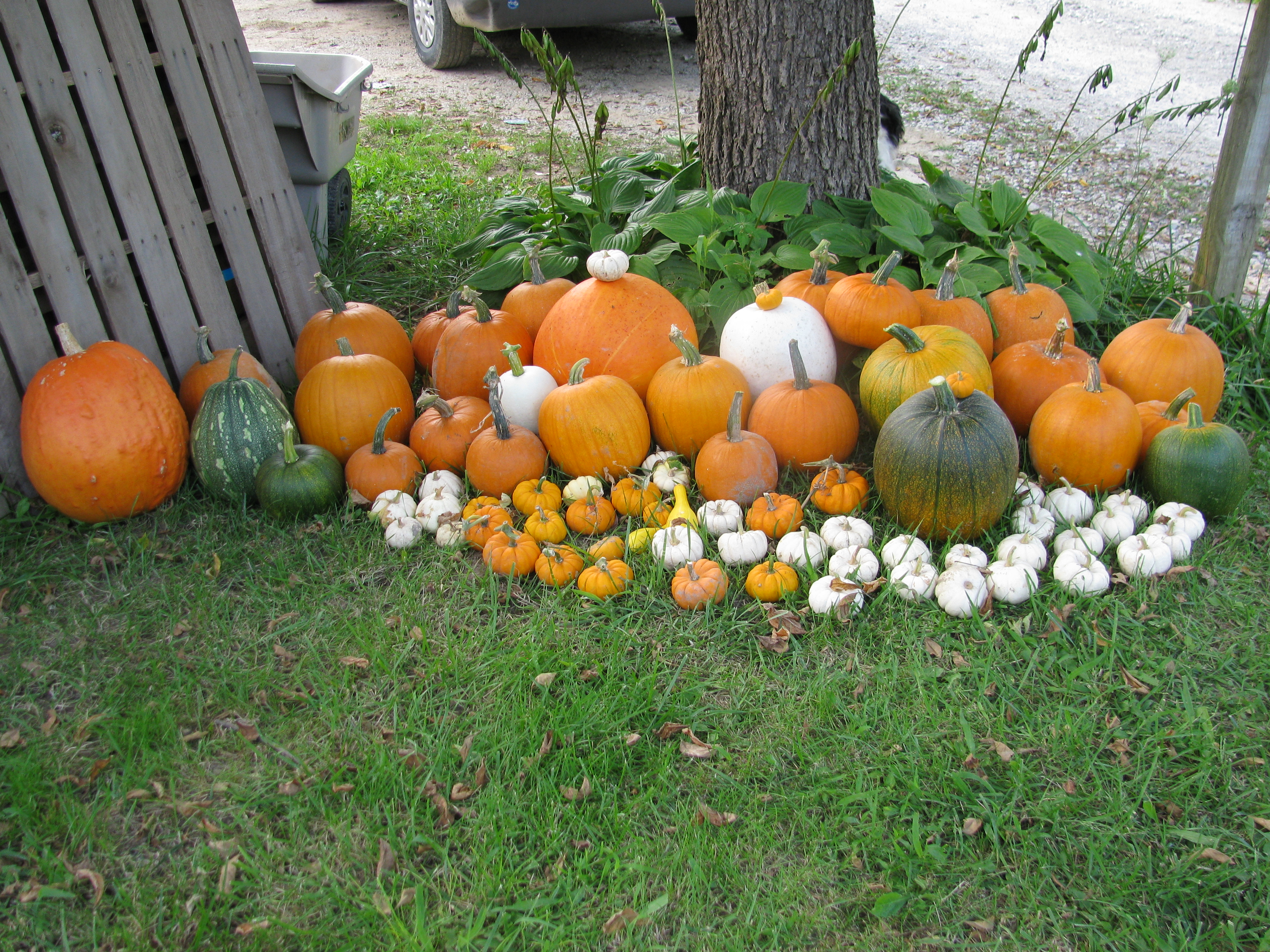 My Pumpkin Harvest