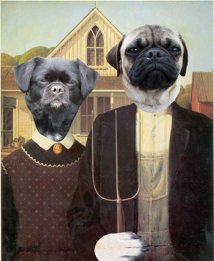 American Pug