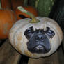 Pug Pumpkin
