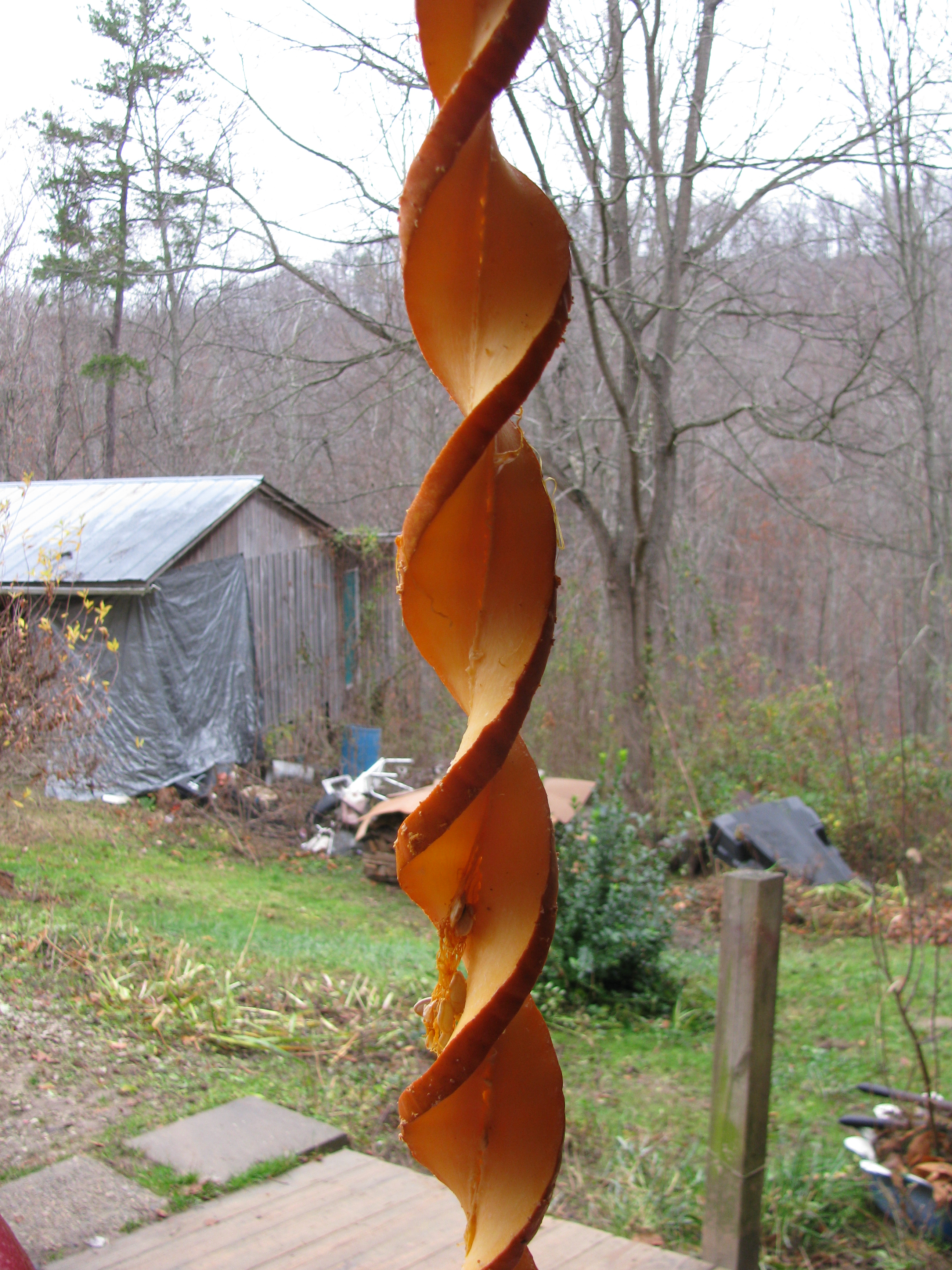 Pumpkin Spiral Dried