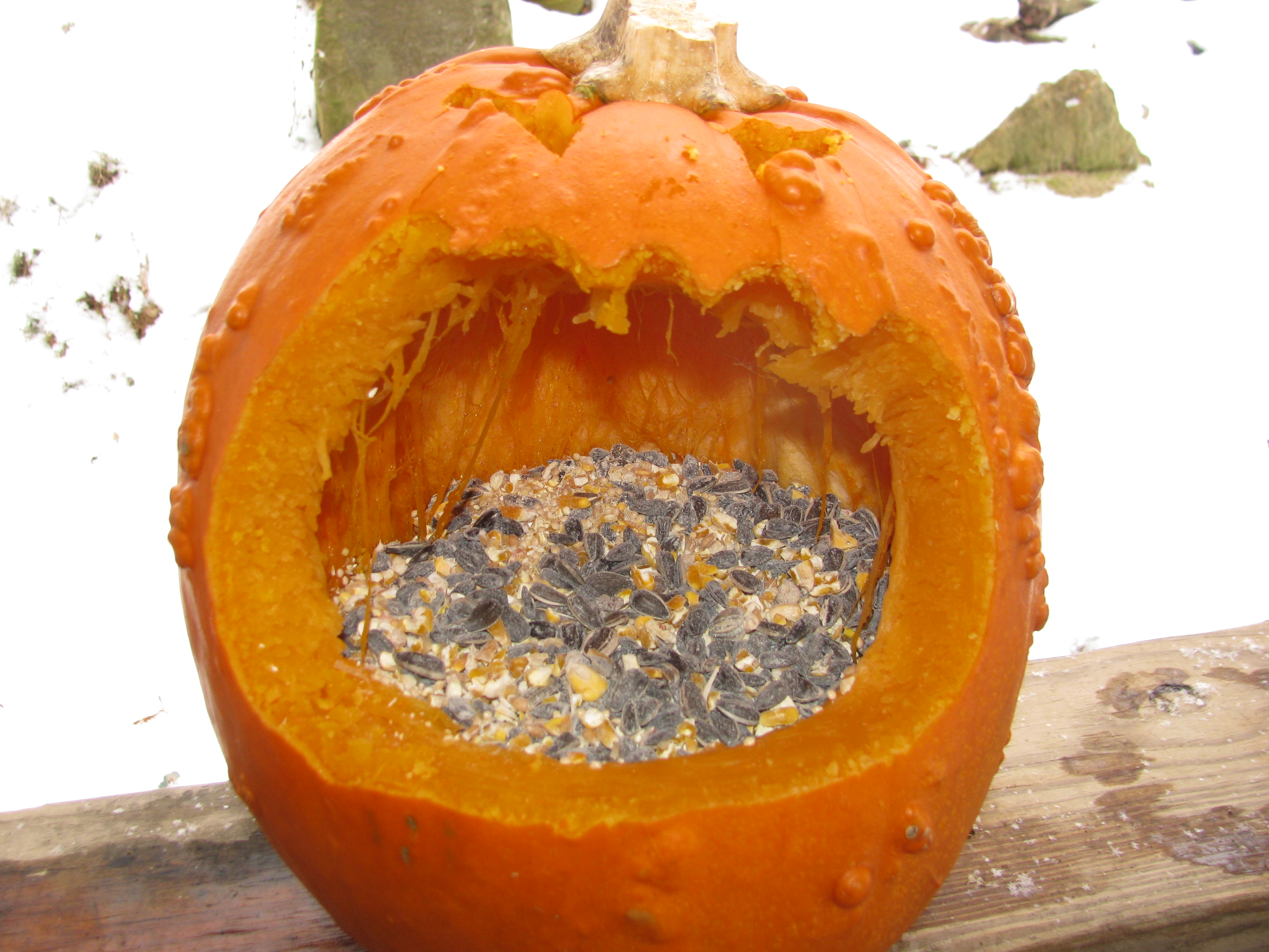 Pumpkin Bird Feeder