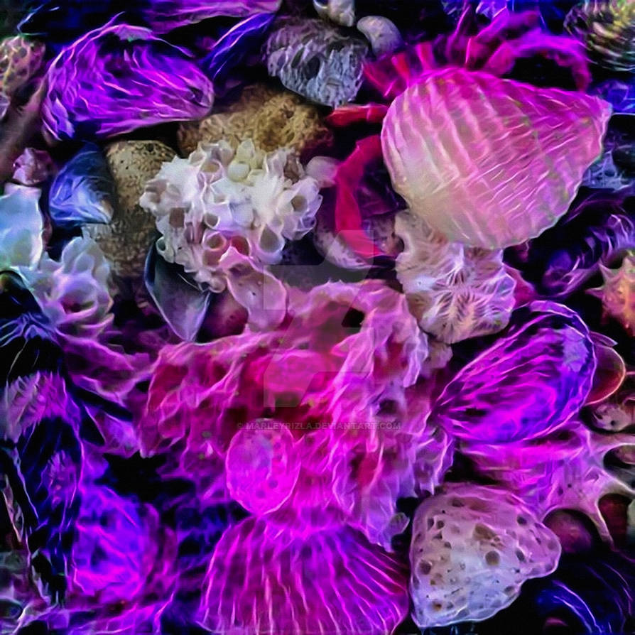 Sea Shell Model Magic Magical Seashells by MarleyRizla on DeviantArt