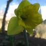 daffodil 2