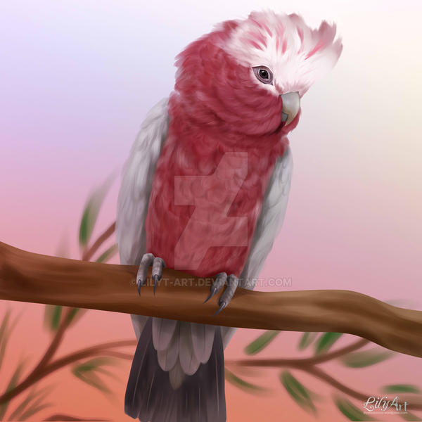 Galah by LilyT-Art Galah by LilyT-Art