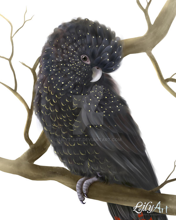 Glossy Black Cockatoo by LilyT-Art Glossy Black Cockatoo by LilyT-Art
