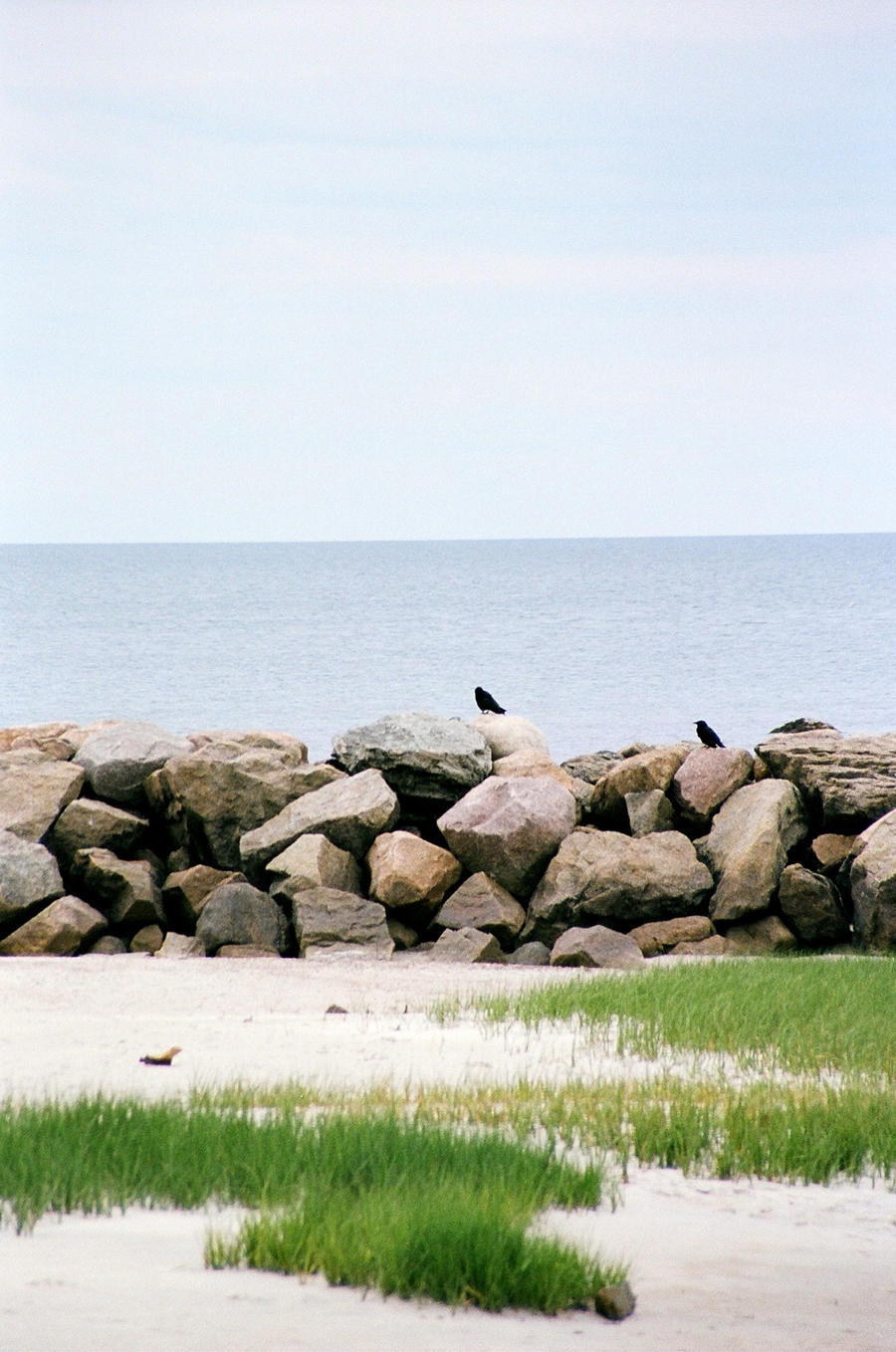 Ravens of the Rockridge