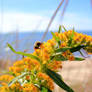 Bee and Flowers