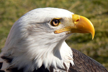 Bald Eagle Weisskopfseeadler
