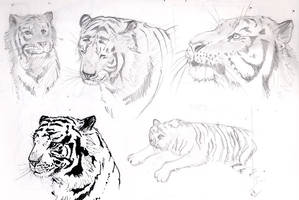 Tiger Sketches