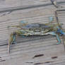 Blue Crab