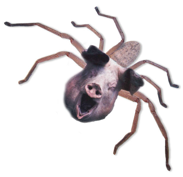 Spoderpig Spiderpig by dragononia on DeviantArt