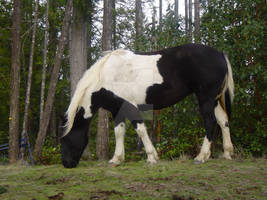 Paint Mustang