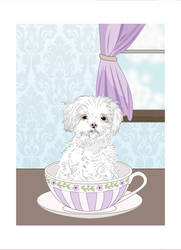 teacup maltese