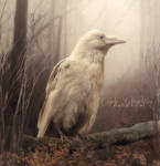 White Whild Raven